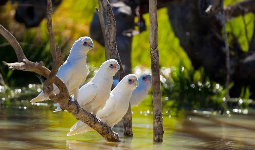 Little Corella’s, Coongie Lakes, SA